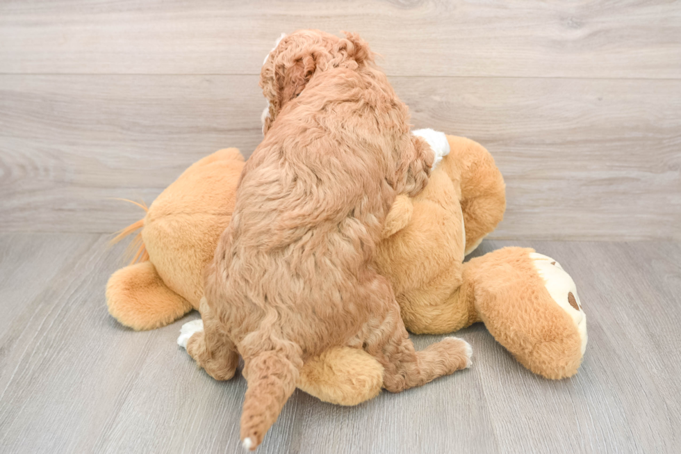 Small Mini Irish Doodle Baby