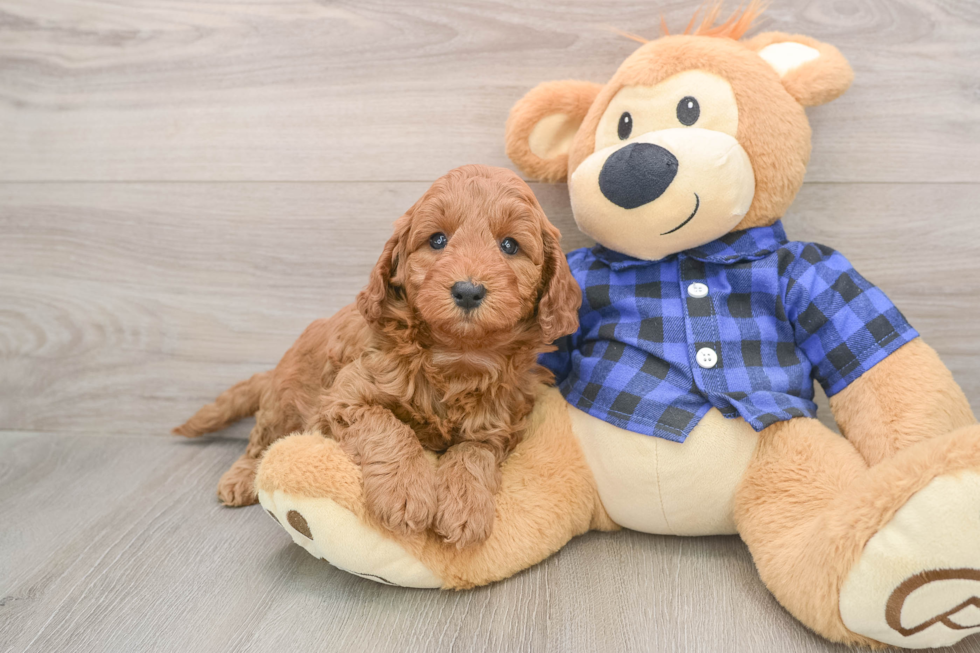 Friendly Mini Irish Doodle Baby