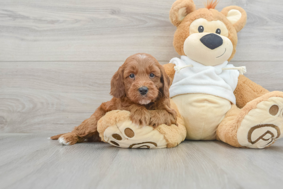 Smart Mini Irish Doodle Poodle Mix Pup