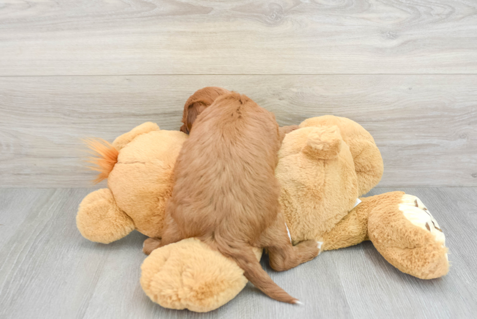 Funny Mini Irish Doodle Poodle Mix Pup