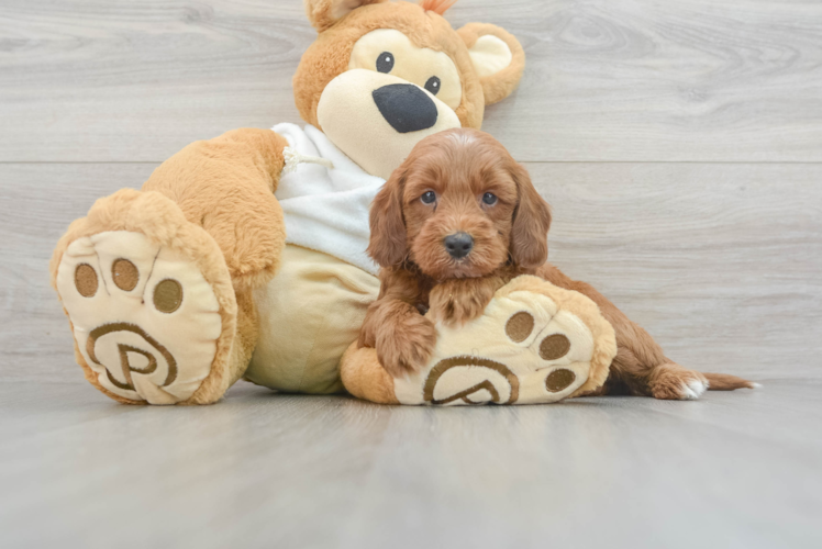 Meet Keegan - our Mini Irish Doodle Puppy Photo 1/3 - Puppy Love PR Cute Mini Irish Doodle Baby