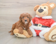 5 week old Mini Irish Doodle Puppy For Sale - Puppy Love PR