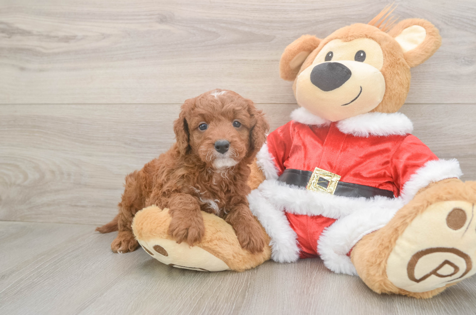 5 week old Mini Irish Doodle Puppy For Sale - Puppy Love PR