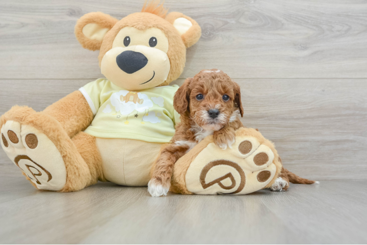 Meet Paprika - our Mini Irish Doodle Puppy Photo 1/3 - Puppy Love PR Cute Mini Irish Doodle Baby