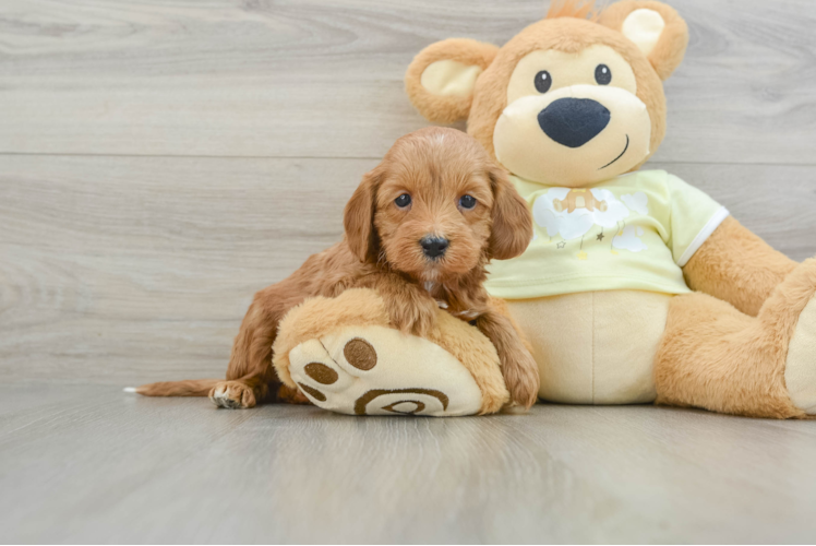 Meet Phil - our Mini Irish Doodle Puppy Photo 1/3 - Puppy Love PR Mini Irish Doodle Pup Being Cute