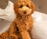 Mini Irish Doodle Puppies For Sale Puppy Love PR