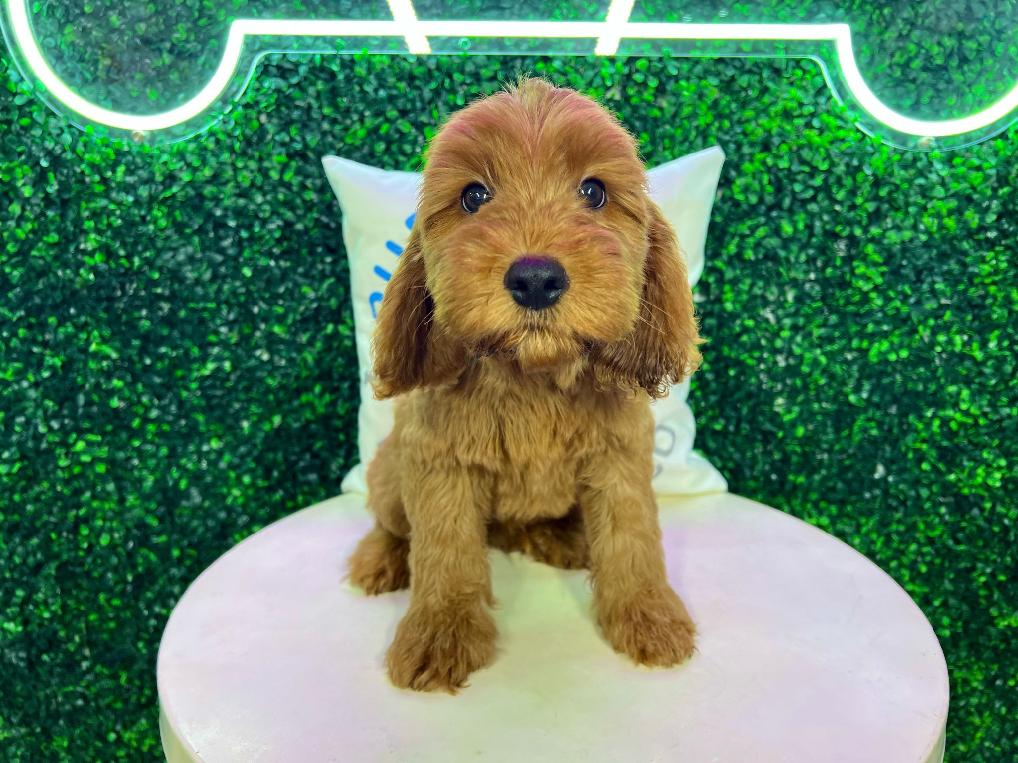 Best Mini Irish Doodle Baby