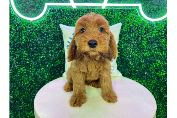 Meet Polaris - our Mini Irish Doodle Puppy Photo 1/4 - Puppy Love PR Best Mini Irish Doodle Baby