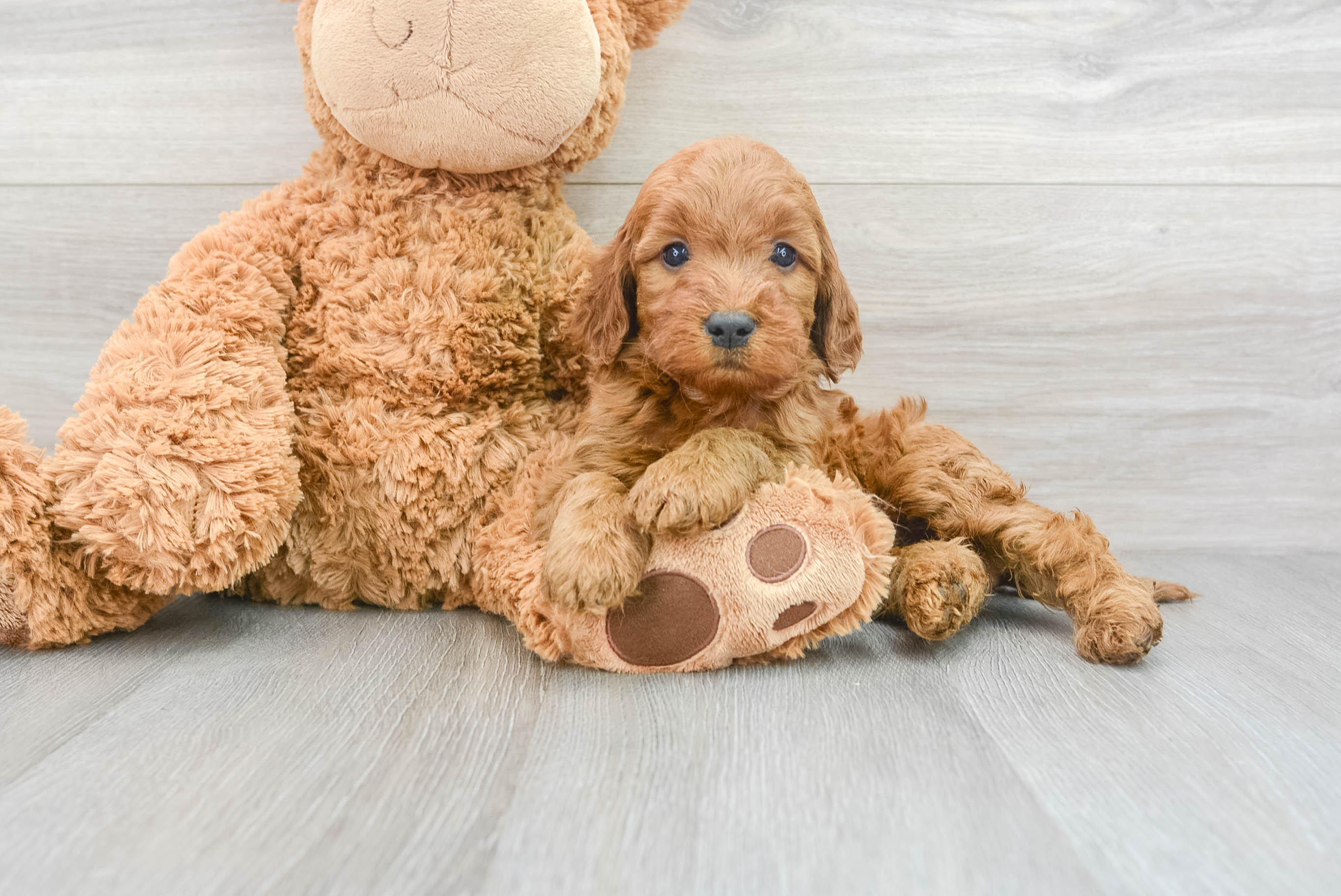 Mini Irish Doodle Pup Being Cute