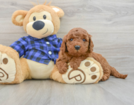 7 week old Mini Irish Doodle Puppy For Sale - Puppy Love PR