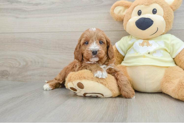 Meet Ray Ban - our Mini Irish Doodle Puppy Photo 1/3 - Puppy Love PR Mini Irish Doodle Pup Being Cute