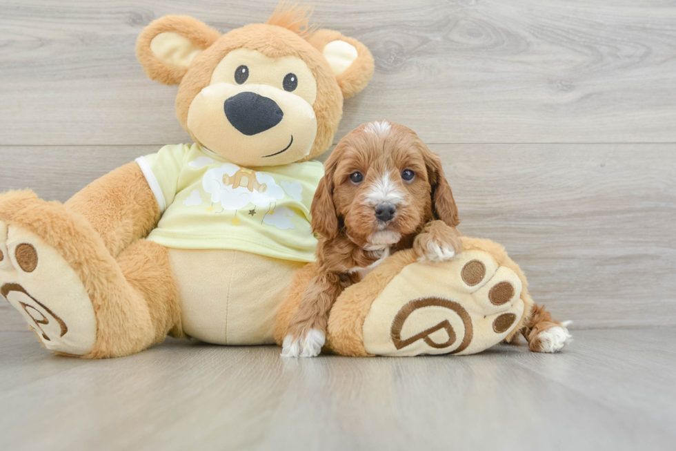 Smart Mini Irish Doodle Poodle Mix Pup