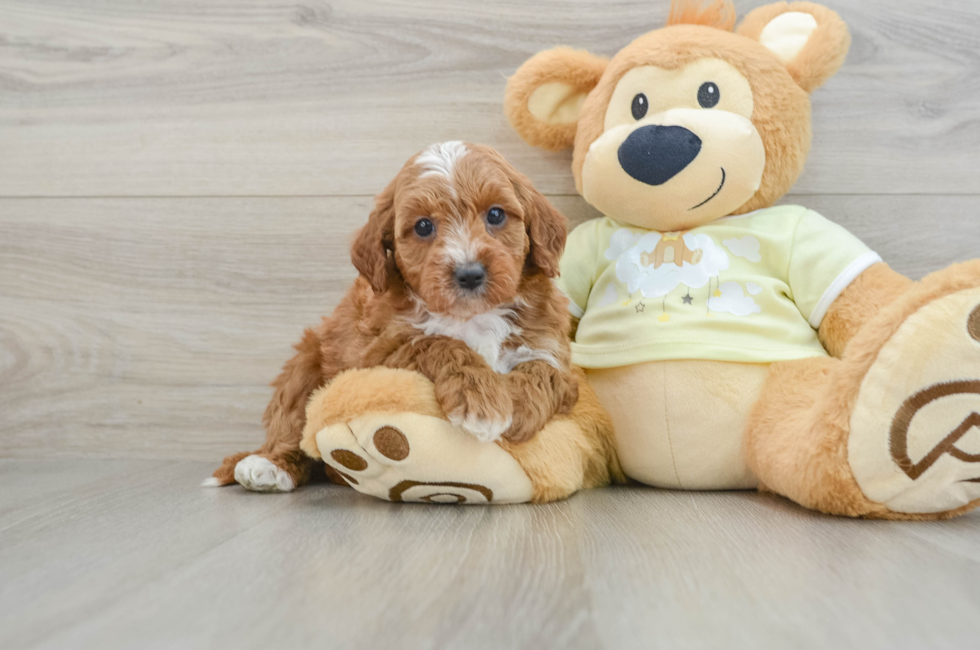 8 week old Mini Irish Doodle Puppy For Sale - Puppy Love PR