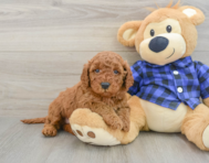 7 week old Mini Irish Doodle Puppy For Sale - Puppy Love PR