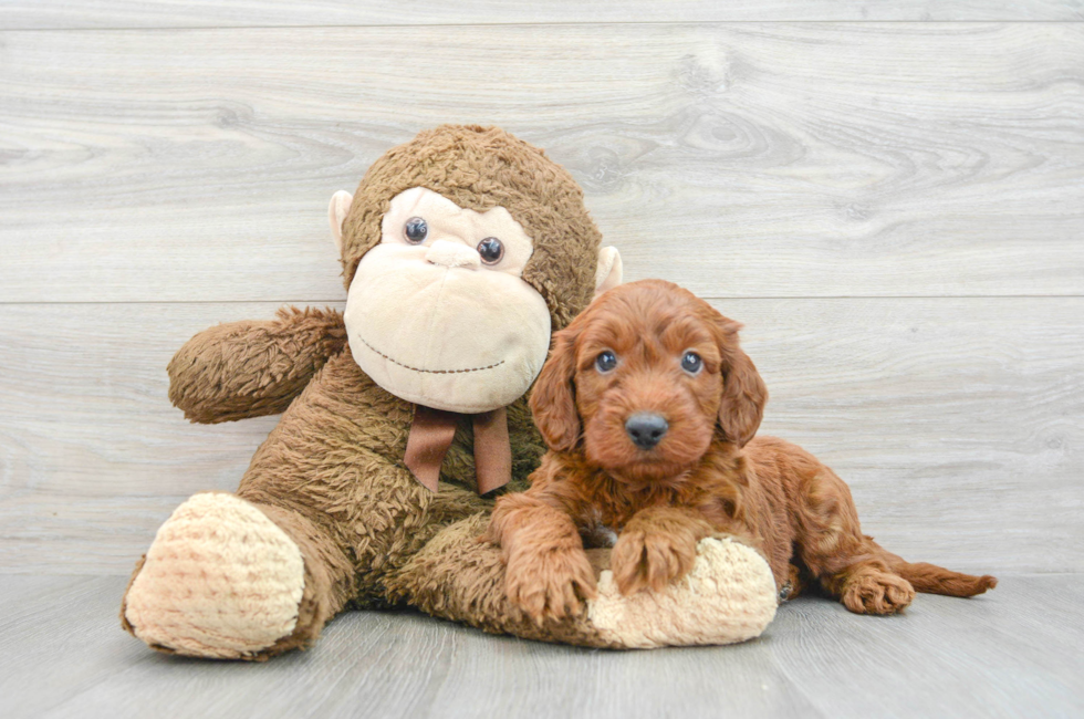 7 week old Mini Irish Doodle Puppy For Sale - Puppy Love PR