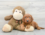 7 week old Mini Irish Doodle Puppy For Sale - Puppy Love PR