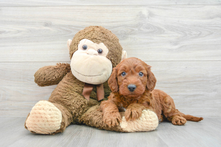 Meet Ricky - our Mini Irish Doodle Puppy Photo 1/3 - Puppy Love PR Sweet Mini Irish Doodle Baby