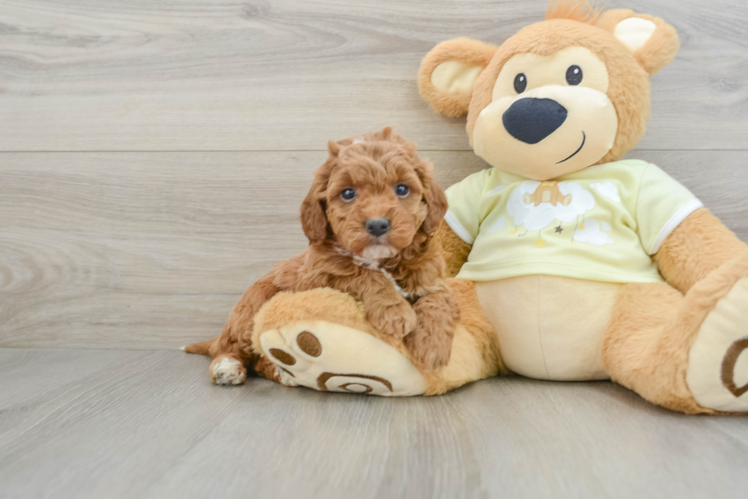 Meet Ricky - our Mini Irish Doodle Puppy Photo 1/3 - Puppy Love PR Best Mini Irish Doodle Baby