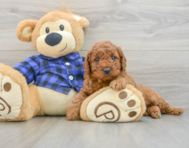 7 week old Mini Irish Doodle Puppy For Sale - Puppy Love PR