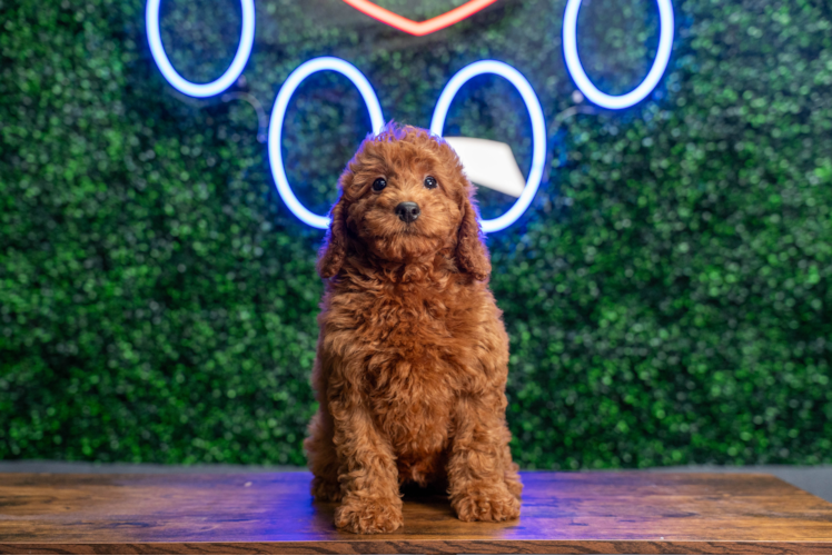 Mini Irish Doodle Puppy for Adoption