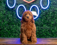 10 week old Mini Irish Doodle Puppy For Sale - Puppy Love PR