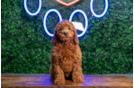 Mini Irish Doodle Puppy for Adoption