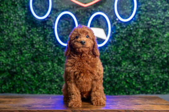 Mini Irish Doodle Puppy for Adoption