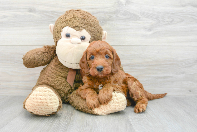 Meet Rogue - our Mini Irish Doodle Puppy Photo 1/3 - Puppy Love PR Mini Irish Doodle Pup Being Cute