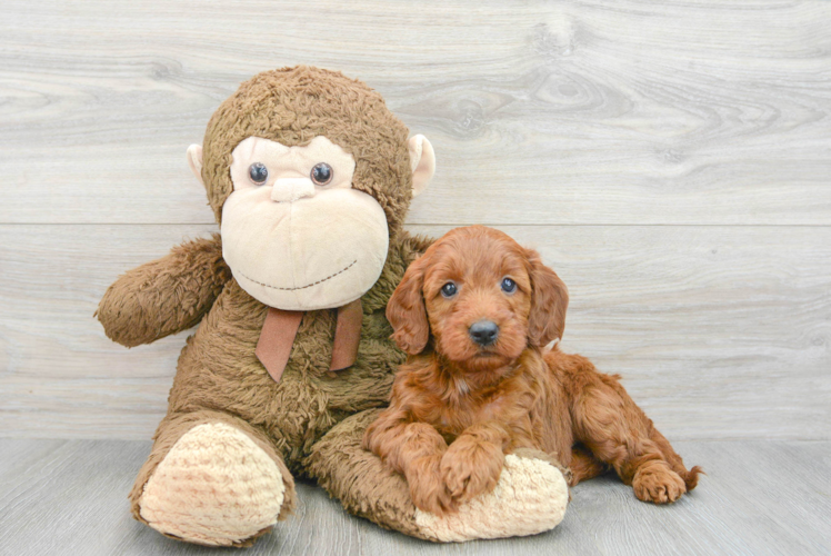 Petite Mini Irish Doodle Poodle Mix Pup