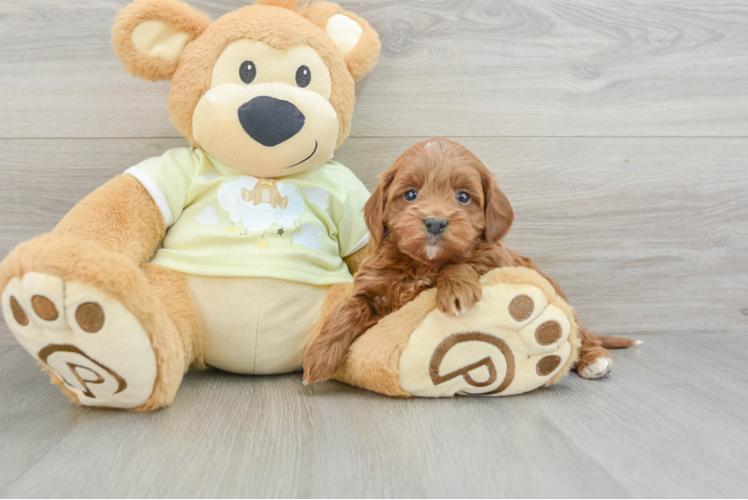 Meet Rosa - our Mini Irish Doodle Puppy Photo 1/3 - Puppy Love PR Adorable Mini Irishdoodle Poodle Mix Puppy