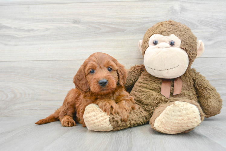 Meet Rubble - our Mini Irish Doodle Puppy Photo 1/3 - Puppy Love PR Sweet Mini Irish Doodle Baby
