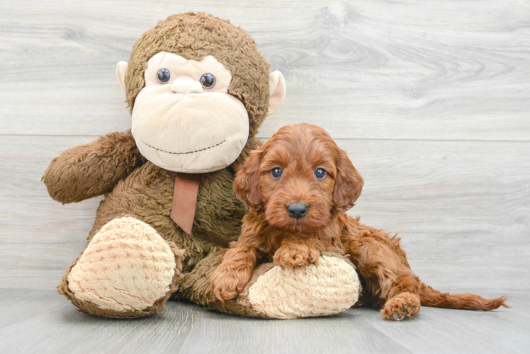 Meet Ruger - our Mini Irish Doodle Puppy Photo 1/3 - Puppy Love PR Funny Mini Irish Doodle Poodle Mix Pup