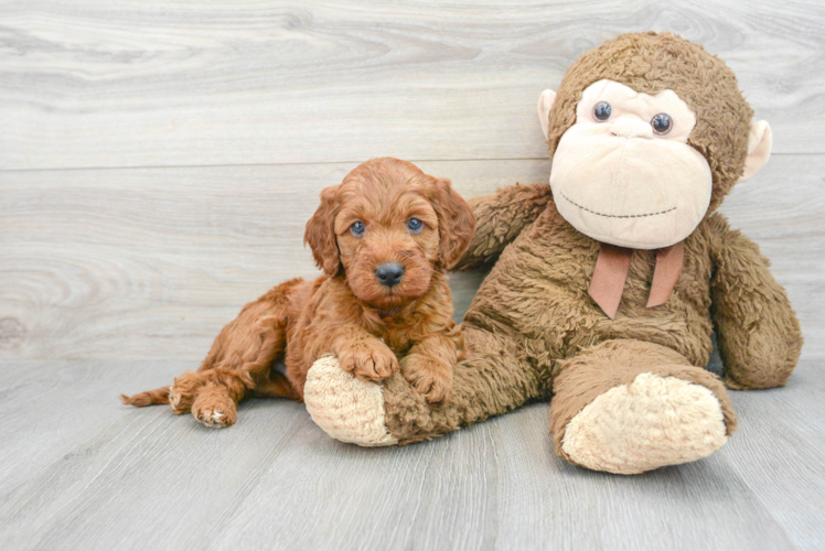 Meet Rusty - our Mini Irish Doodle Puppy Photo 1/3 - Puppy Love PR Popular Mini Irish Doodle Poodle Mix Pup