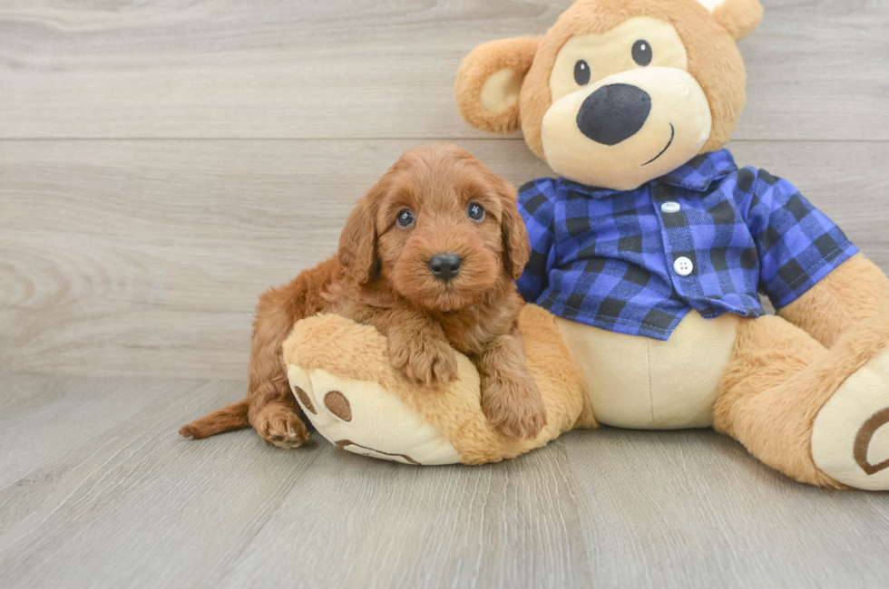 5 week old Mini Irish Doodle Puppy For Sale - Puppy Love PR