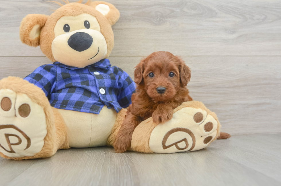 5 week old Mini Irish Doodle Puppy For Sale - Puppy Love PR