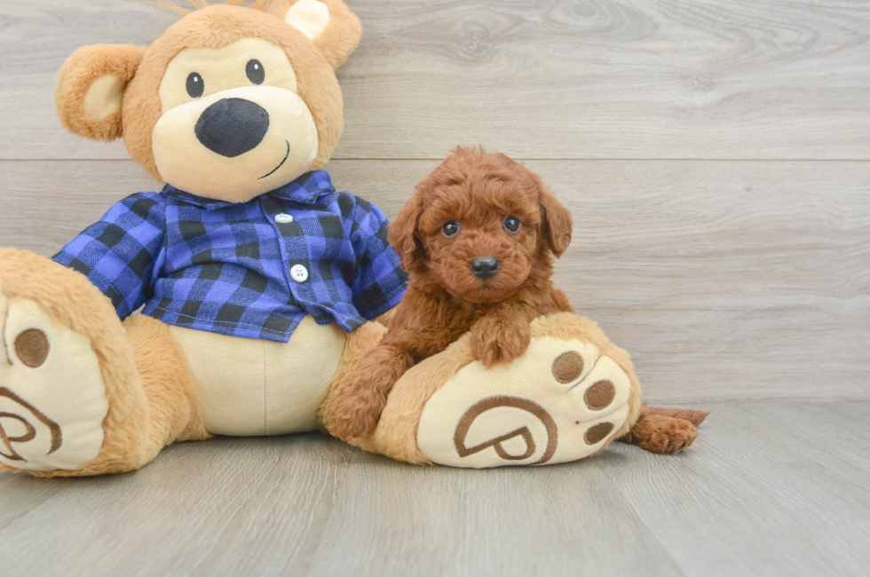5 week old Mini Irish Doodle Puppy For Sale - Puppy Love PR