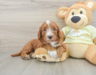 5 week old Mini Irish Doodle Puppy For Sale - Puppy Love PR