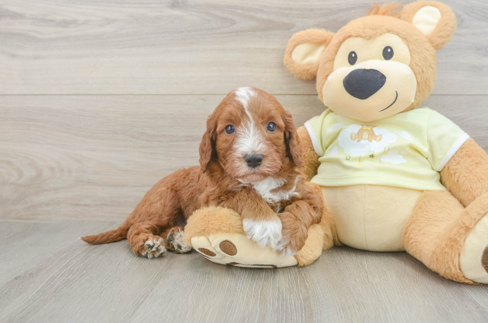 5 week old Mini Irish Doodle Puppy For Sale - Puppy Love PR