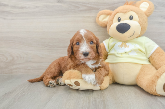 Mini Irish Doodle Puppy for Adoption