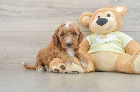 Smart Mini Irish Doodle Poodle Mix Pup