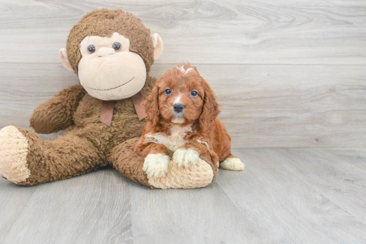 Meet Scarlett - our Mini Irish Doodle Puppy Photo 1/3 - Puppy Love PR Cute Mini Irish Doodle Baby