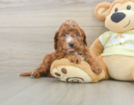 5 week old Mini Irish Doodle Puppy For Sale - Puppy Love PR