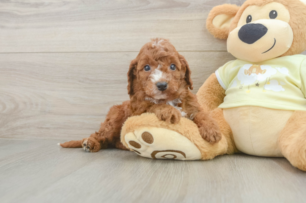 5 week old Mini Irish Doodle Puppy For Sale - Puppy Love PR