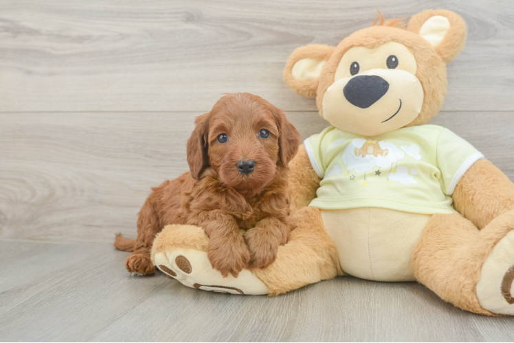 Fluffy Mini Irish Doodle Poodle Mix Pup