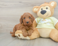 5 week old Mini Irish Doodle Puppy For Sale - Puppy Love PR