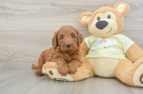 Fluffy Mini Irish Doodle Poodle Mix Pup