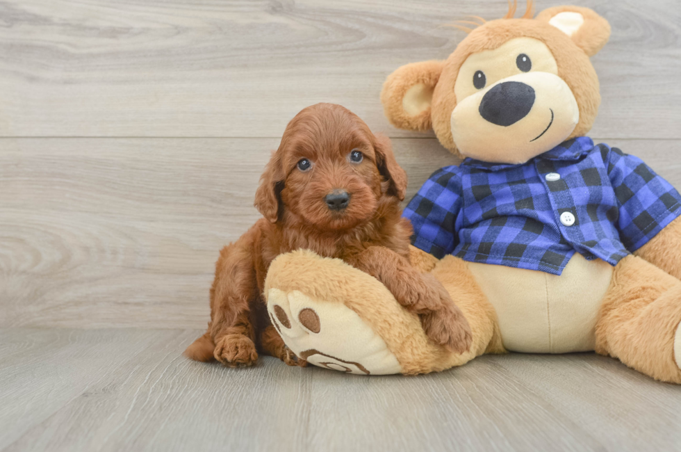 5 week old Mini Irish Doodle Puppy For Sale - Puppy Love PR