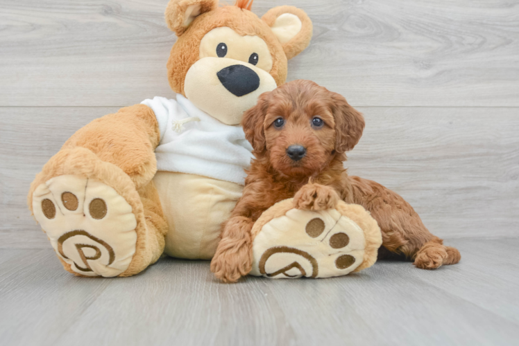 Meet Skittles - our Mini Irish Doodle Puppy Photo 1/3 - Puppy Love PR Happy Mini Irish Doodle Baby