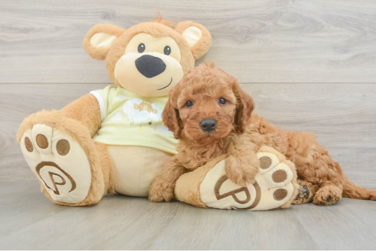 Little Setterdoodle Poodle Mix Puppy