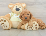 6 week old Mini Irish Doodle Puppy For Sale - Puppy Love PR